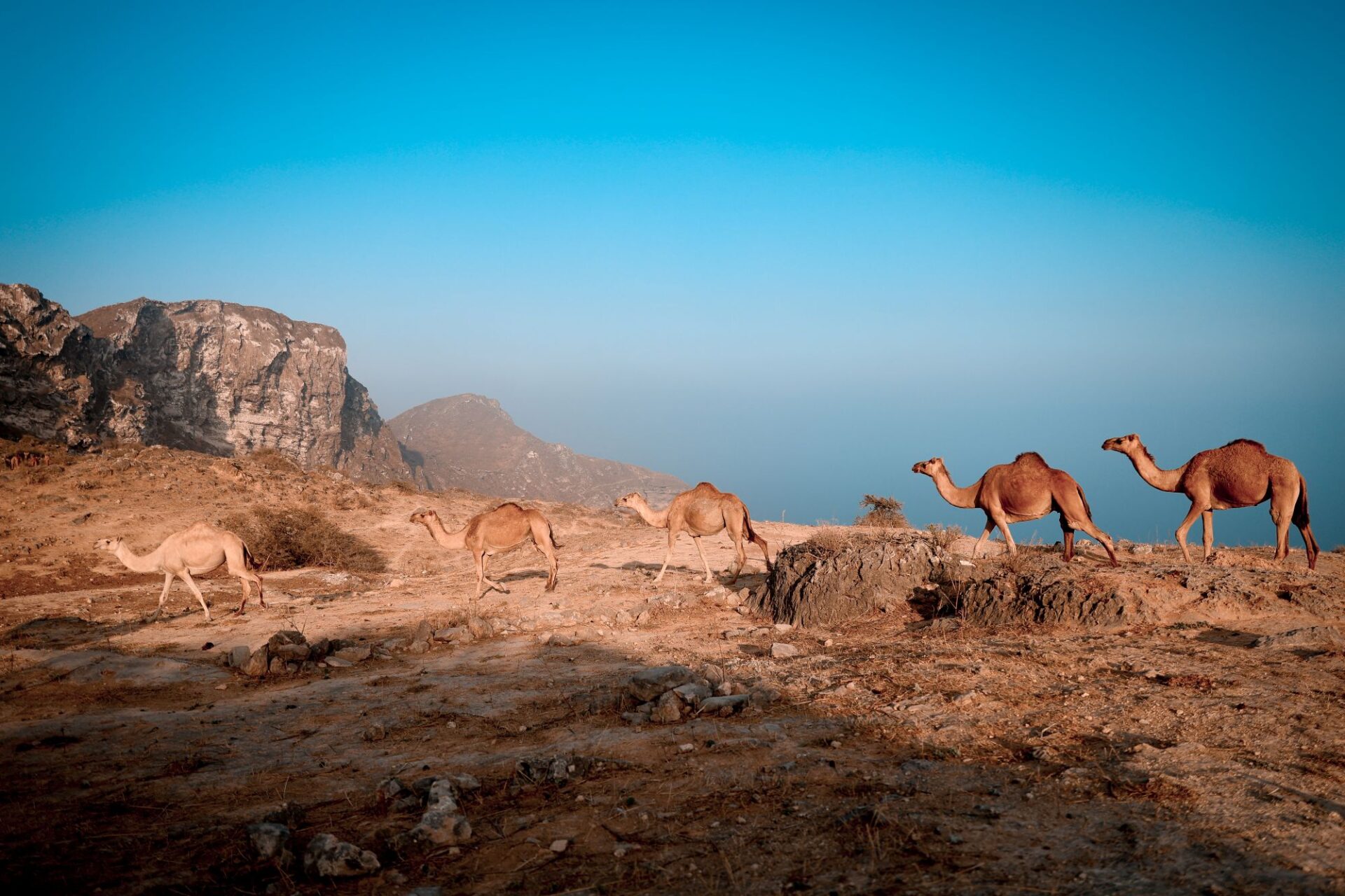 Explore Dhofar